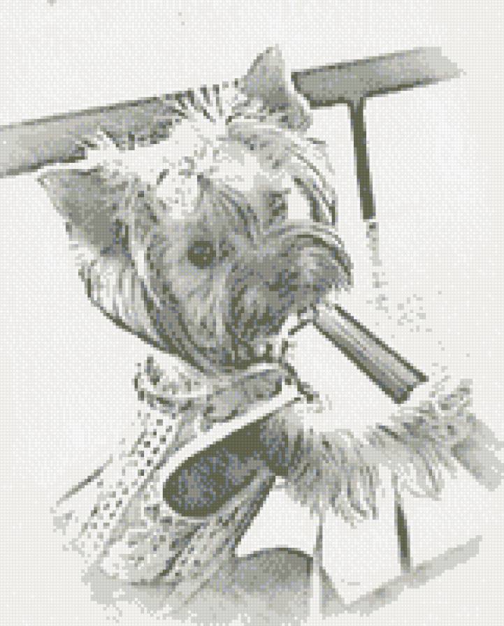 Йоркширский терьер - собака, йорк - предпросмотр