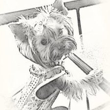 Схема вышивки «Йоркширский терьер»