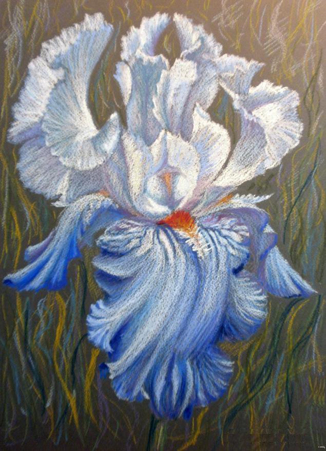 Ирис - синий, голубой, цветок, ирис - оригинал