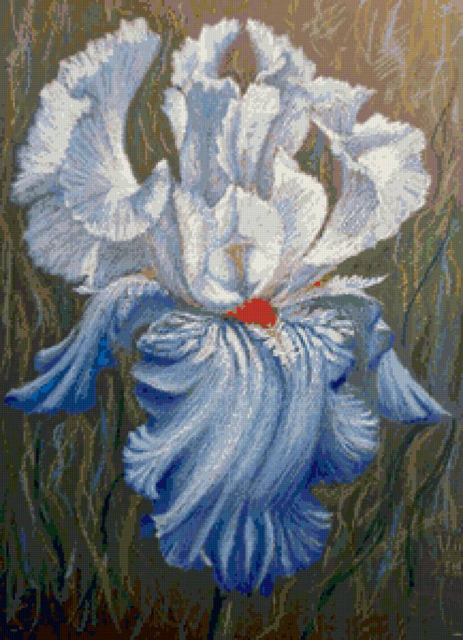 Ирис - голубой, ирис, цветок, синий - предпросмотр