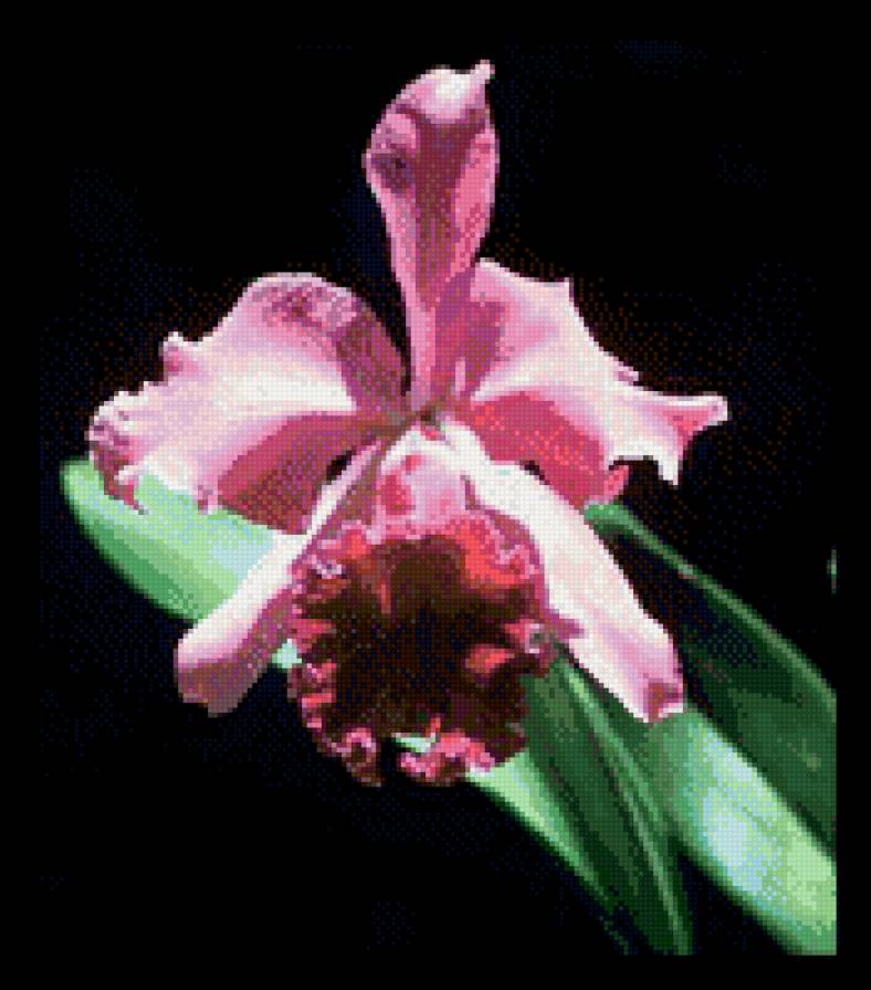 орхидея - предпросмотр