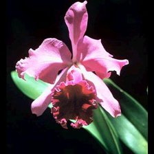 Схема вышивки «орхидея»