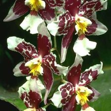 Схема вышивки «орхидея»