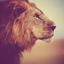 Схема вышивки «лев»