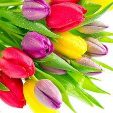 Схема вышивки «букет тюльпанов»