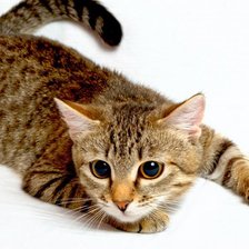 Схема вышивки «Настороже»