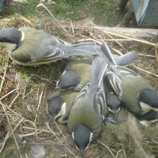 Схема вышивки «птицы»