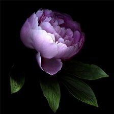 Схема вышивки «пион»