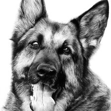 Схема вышивки «Немецкая овчарка»