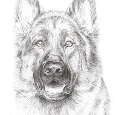 Схема вышивки «Немецкая овчарка»