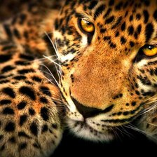 Схема вышивки «ЛЕОПАРД»