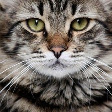 Схема вышивки «№740276»