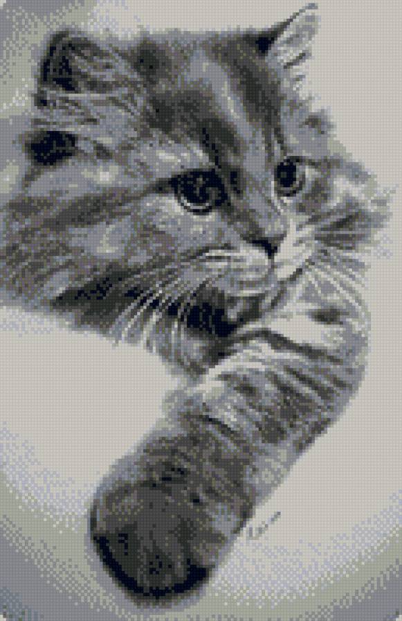 котенок - котенок, животные - предпросмотр