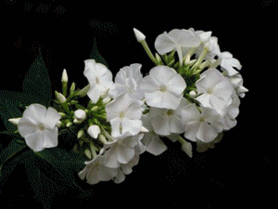 Флоксы - цветы - предпросмотр