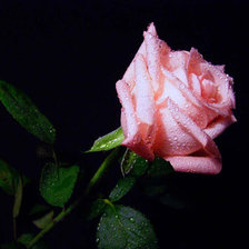 Схема вышивки «Роза»