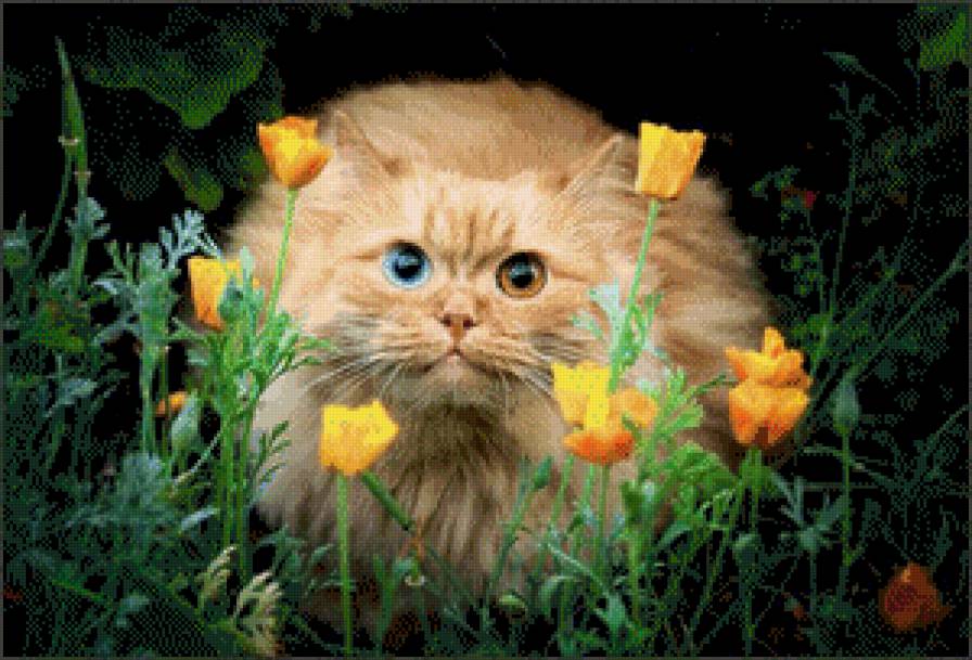 Кто здесь? - коты - предпросмотр