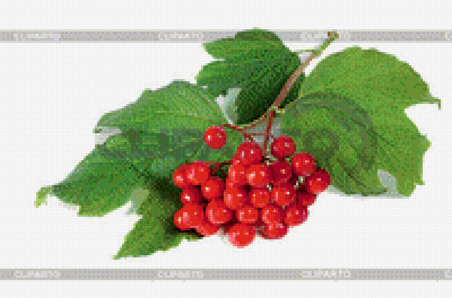 калина - квіти - предпросмотр