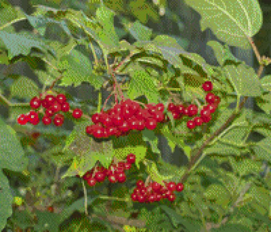 калина - квіти - предпросмотр