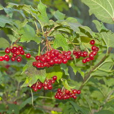 Схема вышивки «калина»