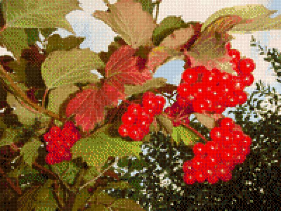 калина - квіти - предпросмотр