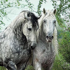 Схема вышивки «кони»