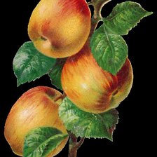 Схема вышивки «№740650»