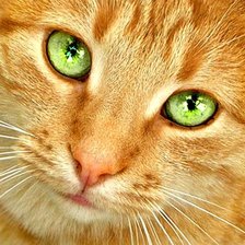 Схема вышивки «рыжая кошка»