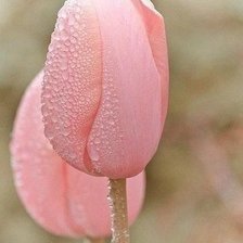 Схема вышивки «нежность»