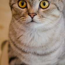 Схема вышивки «Шотландская кошка»