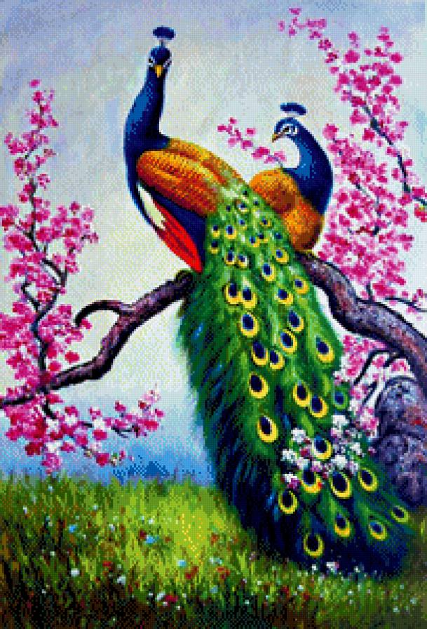 павлины - птицы - предпросмотр