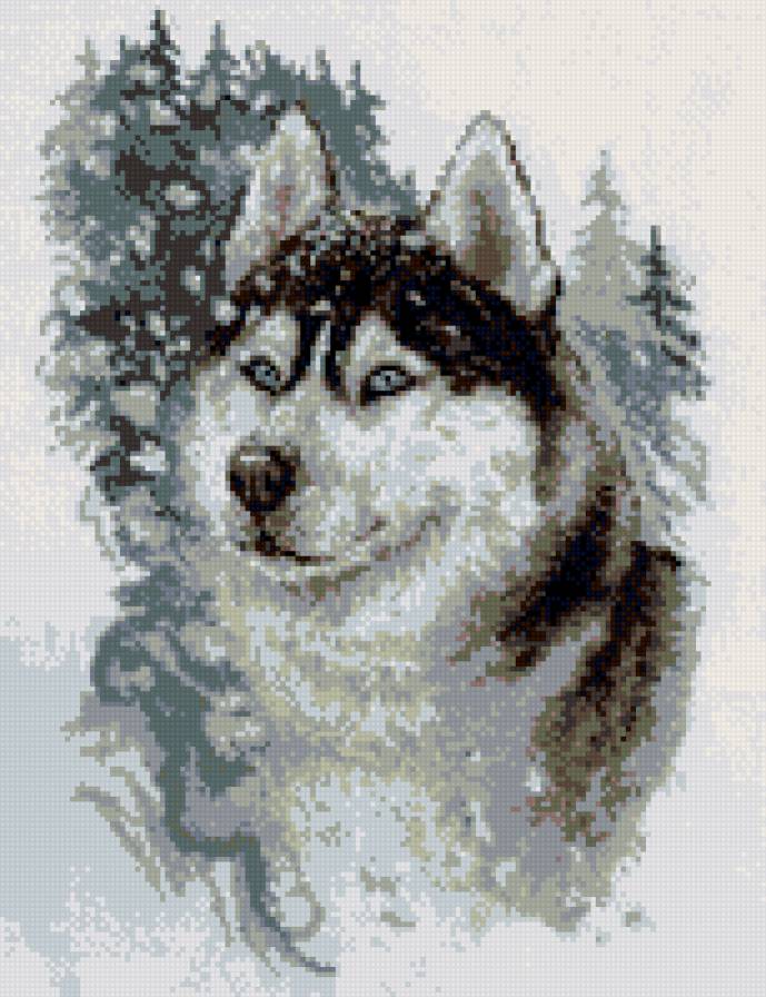 волк - волки, волк, животные - предпросмотр