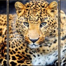 Схема вышивки «триптих "леопард"»