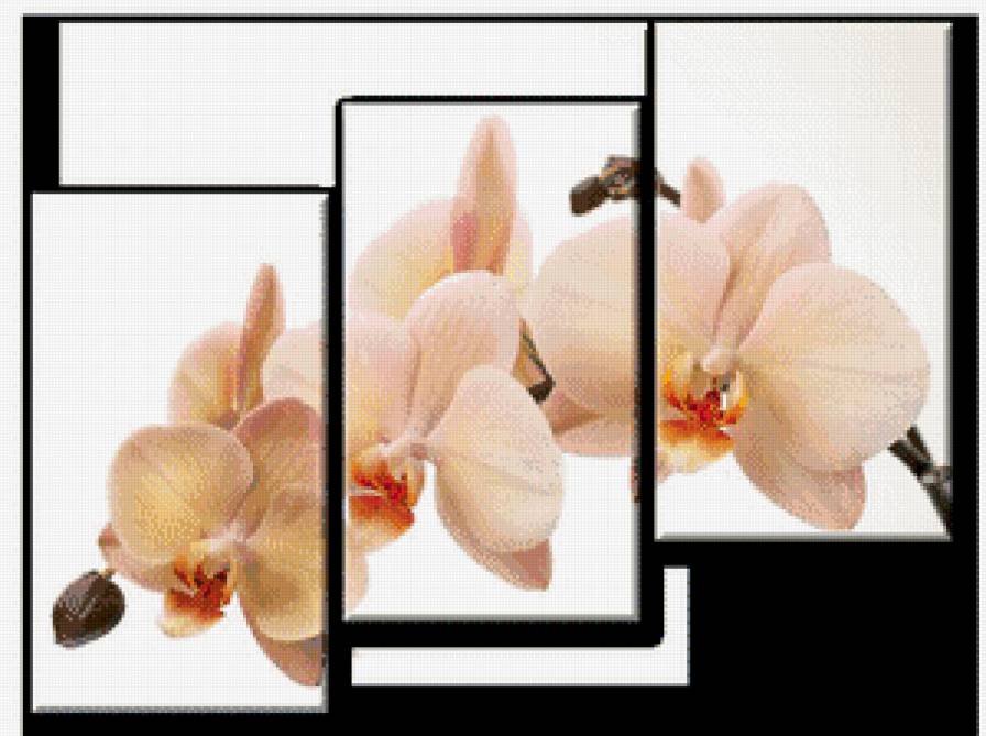 триптих "орхидеи" - цветы, орхидеи - предпросмотр