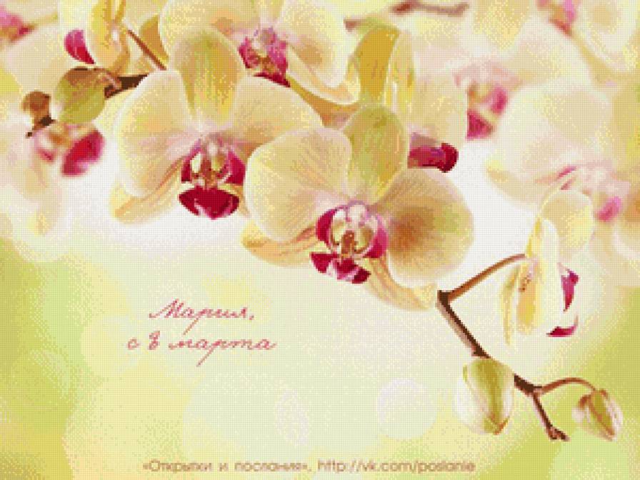 орхидеи - орхидеи, цветы - предпросмотр