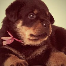 Схема вышивки «Щенок»