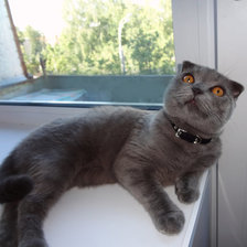 Мистер Котик