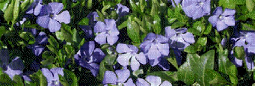 БАРВІНОК - квіти - предпросмотр