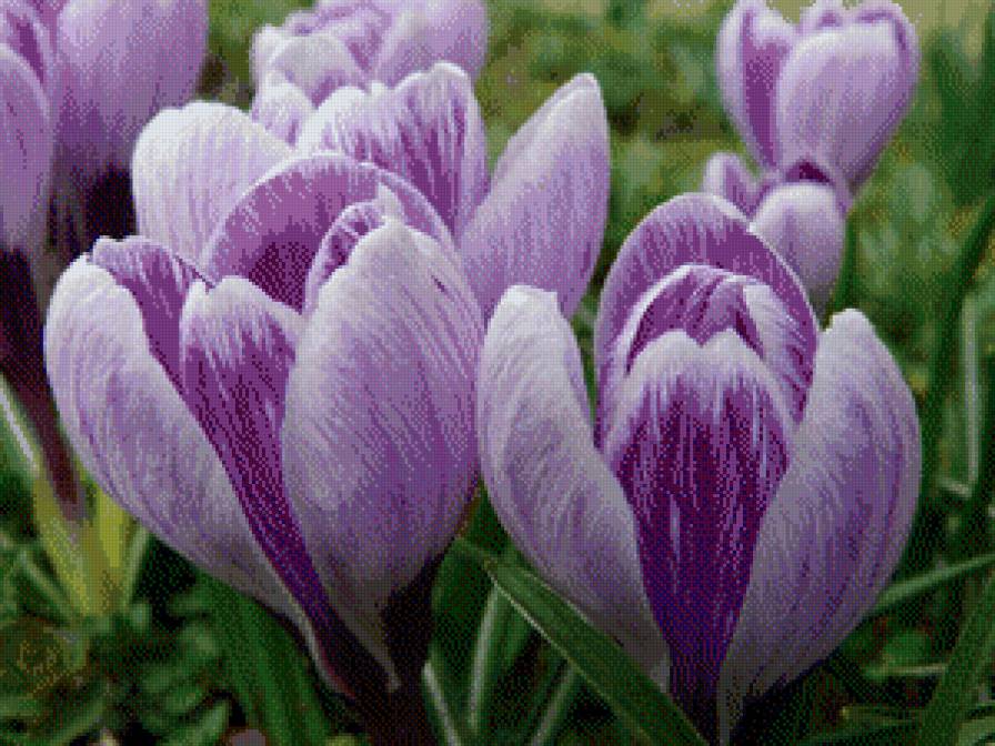 Подснежники - цветы - предпросмотр