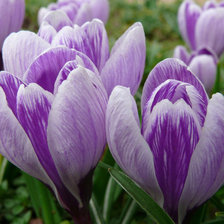 Подснежники