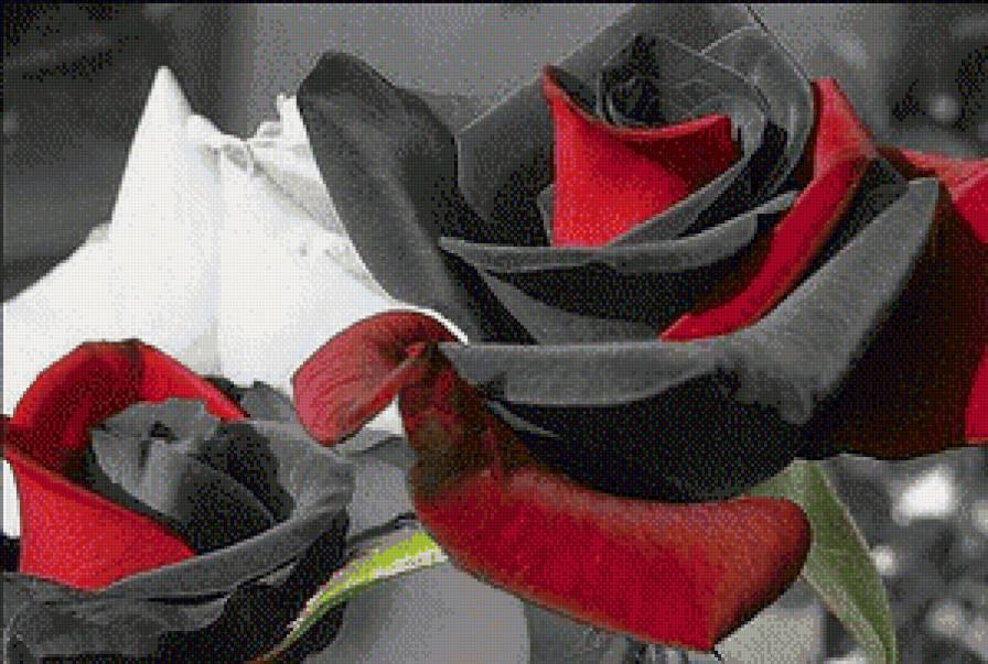 Розы - цветы - предпросмотр