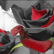 Схема вышивки «Розы»