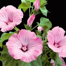 Схема вышивки «Розовое чудо»