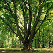 Схема вышивки «Лес»