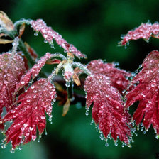 Схема вышивки «Листья красные..3D»