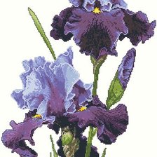 Схема вышивки «Ирис»