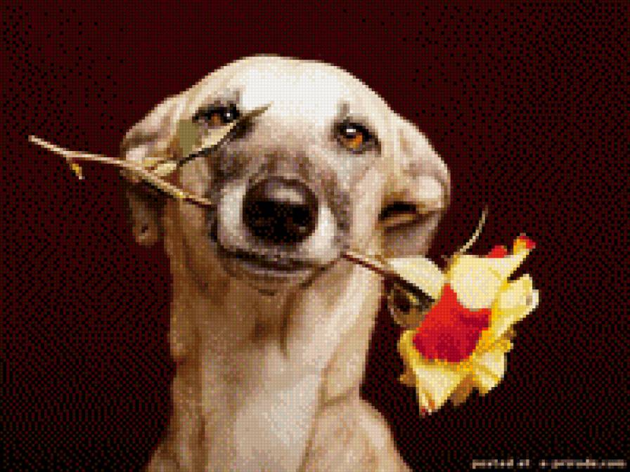 Собака - собака - предпросмотр