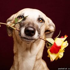 Схема вышивки «Собака»