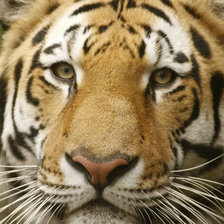 Схема вышивки «Тигр»