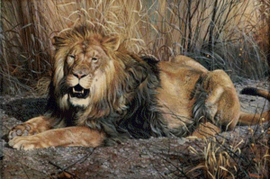 Лев - лев, животные - предпросмотр