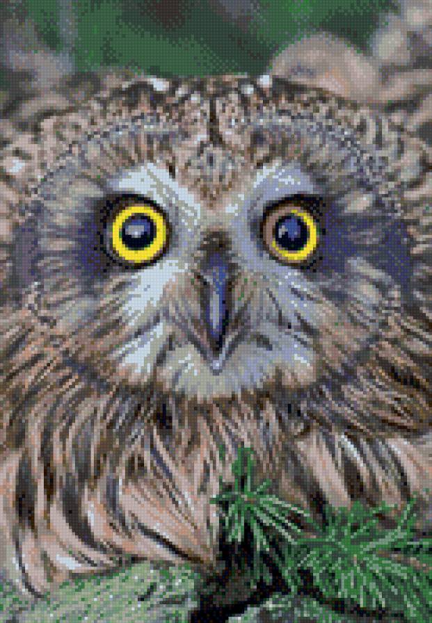 сова - лес, сова, птица - предпросмотр